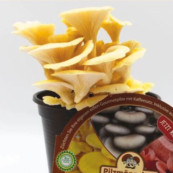 BIO Limonenseitling Kaffeesatz-Set