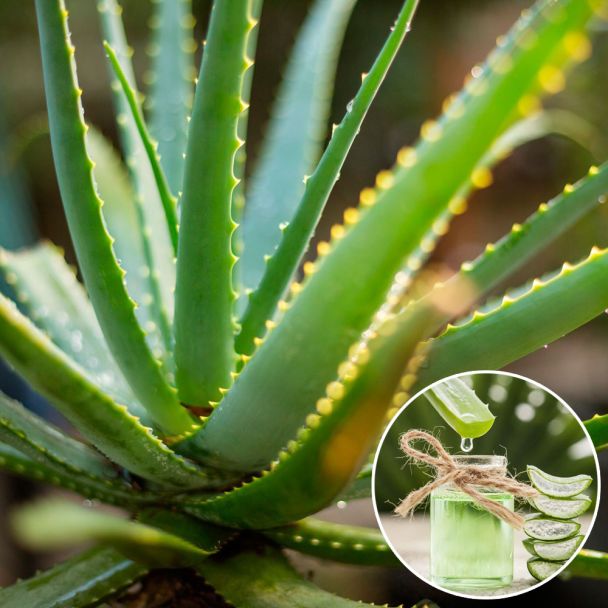 Aloe Vera Sweet