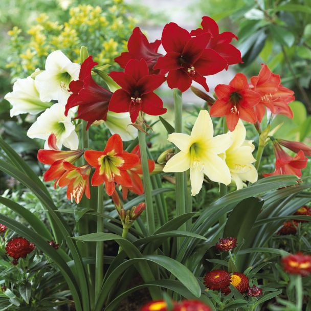 Amaryllis Mischung Sonatini
