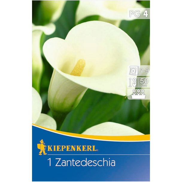 Calla Weiß