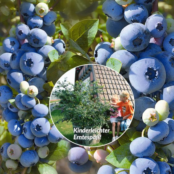 Trauben-Heidelbeere 'Blue Berry®'