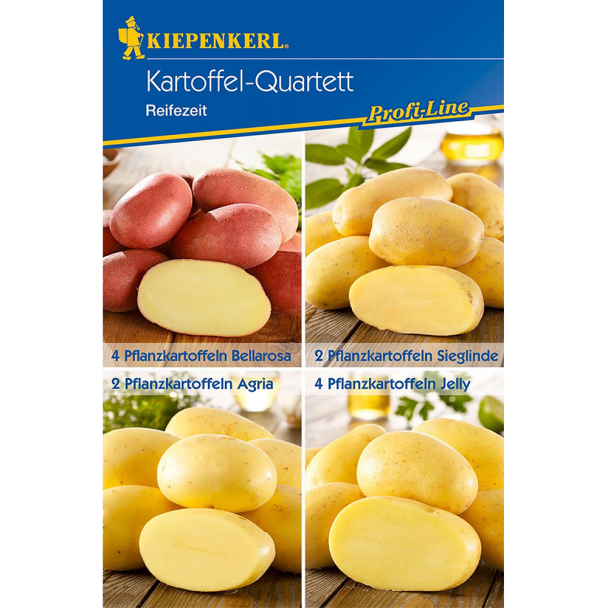 Kiepenkerl Kartoffel Quartett 'Reifezeit': Bellarosa, Sieglinde, Agria, Jelly