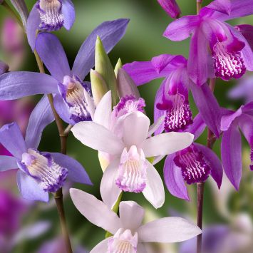 Japanorchideen-Mix Bletilla