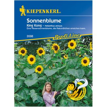 Riesen-Sonnenblumen 'King Kong'