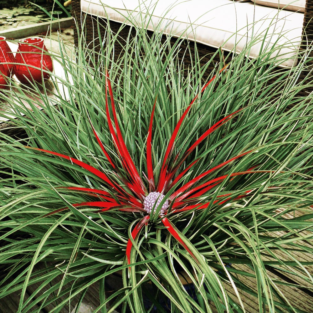 Winterharte Gartenbromelie Ziergraser Ziergraser Raritaten