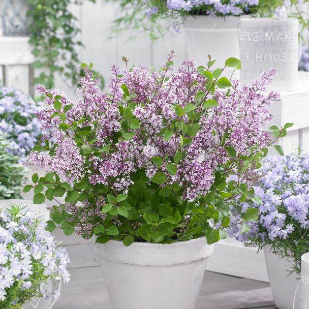Zwergflieder Syringa Bloomerang 'Dark Purple'®