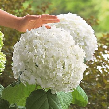 Riesen-Garten-Hortensie 'Incredible®'