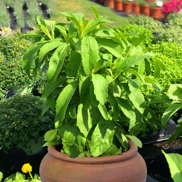 Süsskraut 'Stevia'