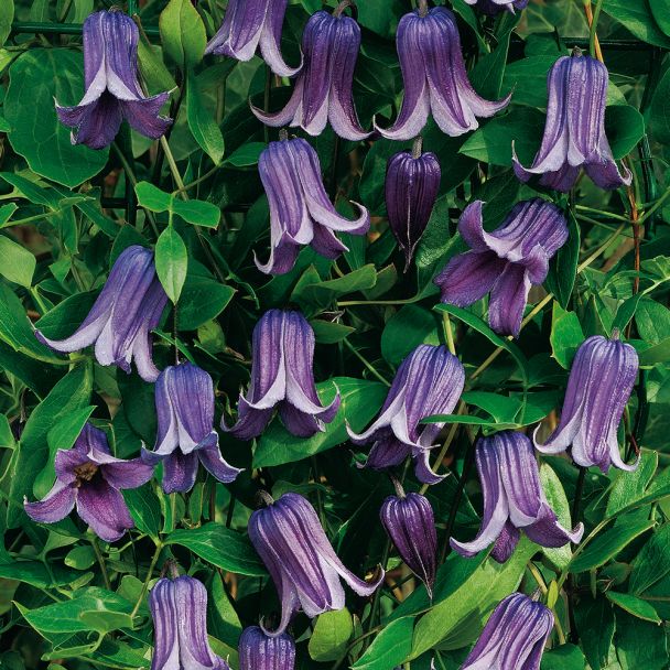 Clematis 'Rooguchi®'