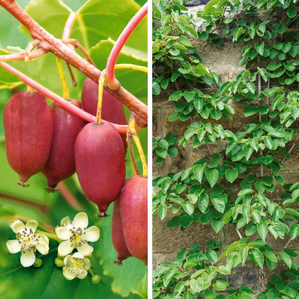 Set-Preis: Trauben-KiwiBerry® 'Red Jumbo' + Trauben-KiwiBerry® 'Romeo'