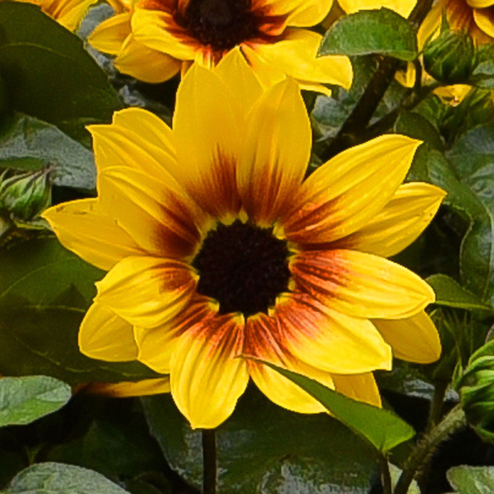 Sonnenblume SUNbelievable kaufen  Ahrens+Sieberz - Pflanzenversand &  Gartenbedarf
