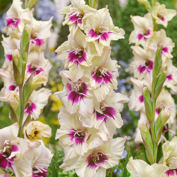 Gladiole Amber Mistique