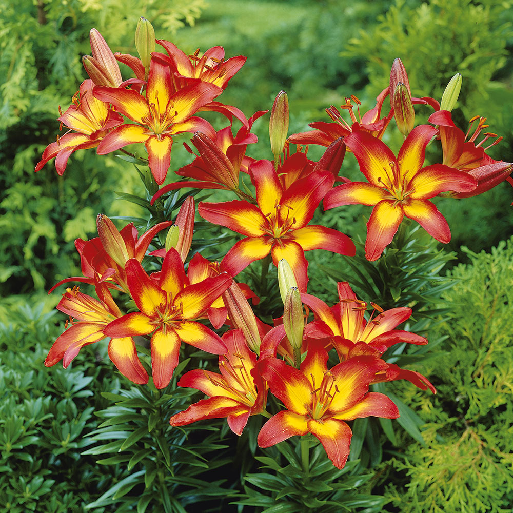 Asiatische 'Lilie Barcelona' Lilien Blumenzwiebeln Ahrens+Sieberz