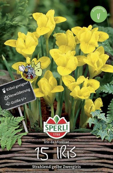 Vorfrühlings-Iris, gelb