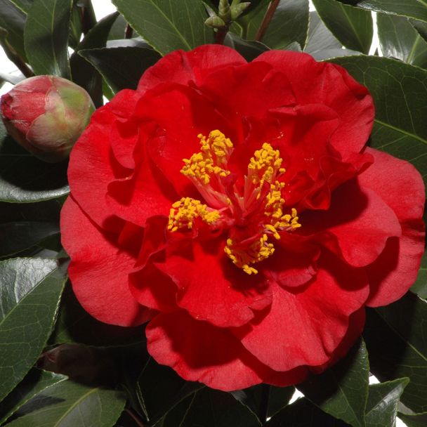 Kamelie 'Barbara Morgan', rotgelb