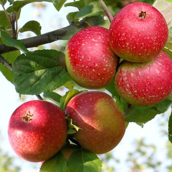 Apfel 'Rote Sternrenette'