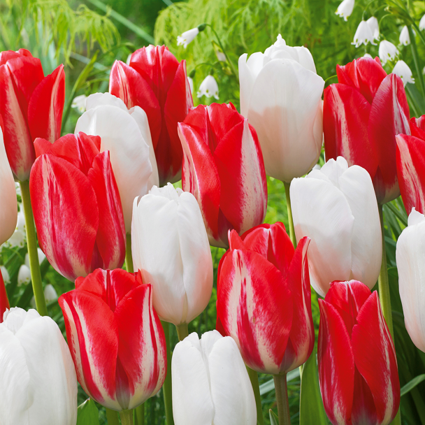 Tulpen Mix Mint and Rose