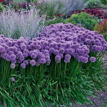 Staude 'Allium Millenium'