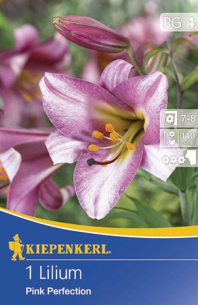 Lilien Pink Perfektion