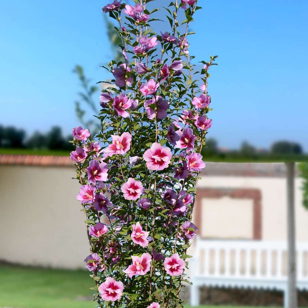 SäulenHibiskus 'Purple Pillar®' Hibisken Blüh & Ziergehölze