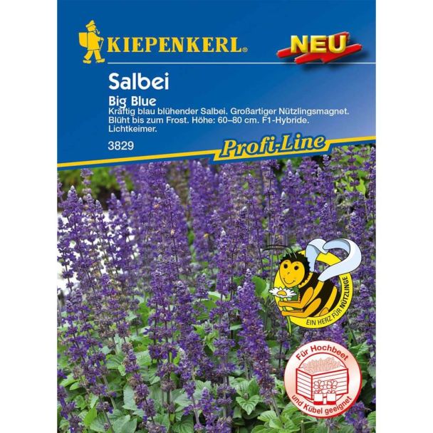 Salbei 'Big Blue' F1