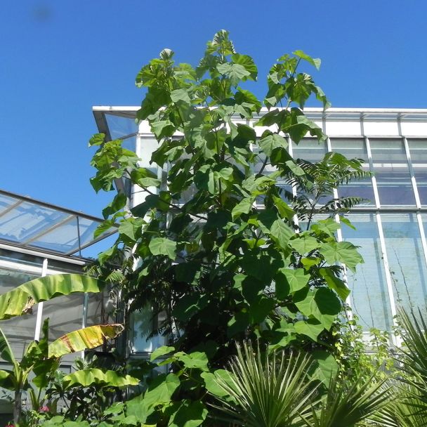 Kiribaum Paulownia kaufen Ahrens+Sieberz Pflanzenversand & Gartenbedarf