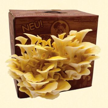 BIO Limonenseitling Fertigkultur