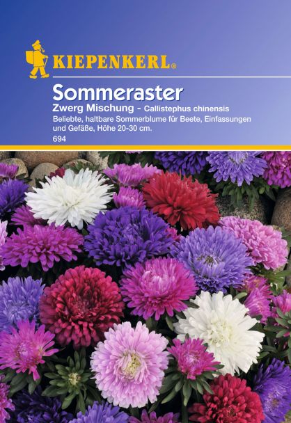 Sommeraster 'Zwerg Mischung'