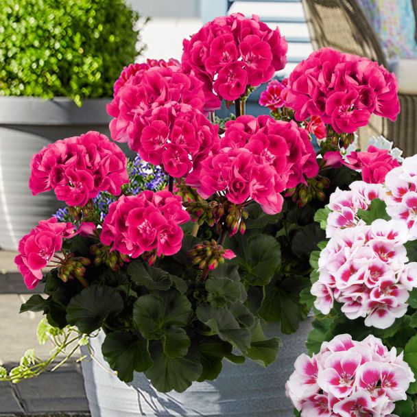 Trend-Geranie 'Tex Mex Hot Pink'