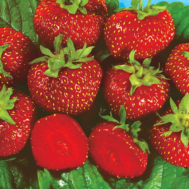 Erdbeere 'Asia' - Topfpflanze