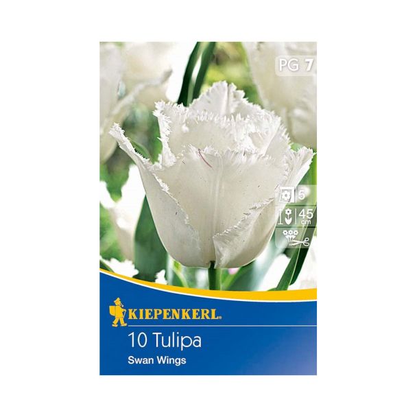 Tulpe 'Swan Wings' - Blumenzwiebel