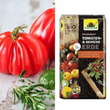 Ochsenherz-Tomate 'Giganto' + NeudoHum® Tomaten- und Gemüseerde (Sparangebot)