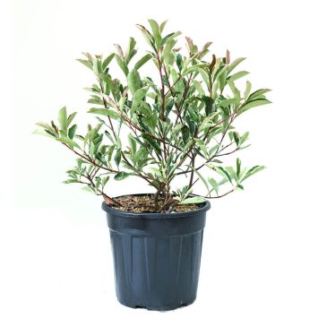 Glanzmispel ‘Pink Marble’
