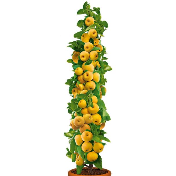 Säulenobstbaum Champagner-Birnen-Apfel 'ProSecco'®, zweijährig