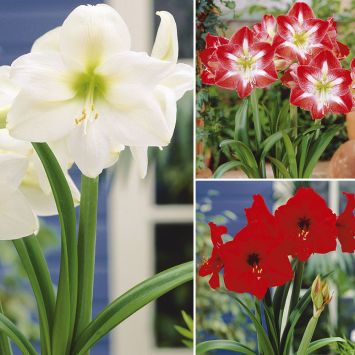 Spar-Set: 3 Amaryllis rot, weiß, rot-weiß