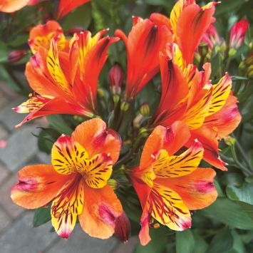 Alstroemeria Indian Summer