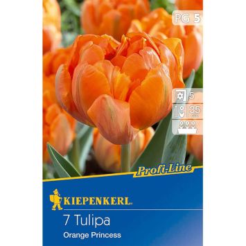 Gefüllte späte Tulpe `Orange Princess` - Blumenzwiebel