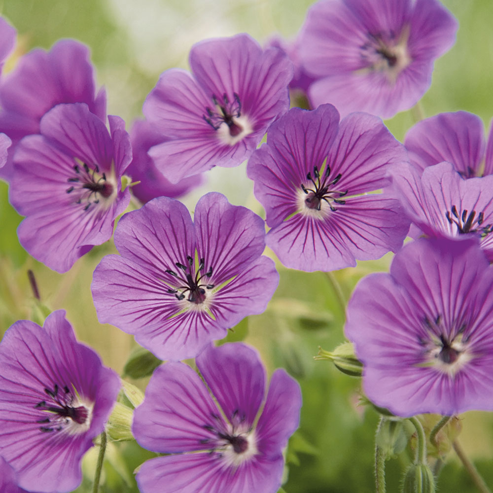 Winterharte Freiland Geranie 'Pink Penny' Stauden niedrig