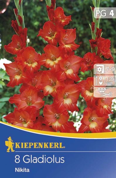 Gladiole 'Nikita'