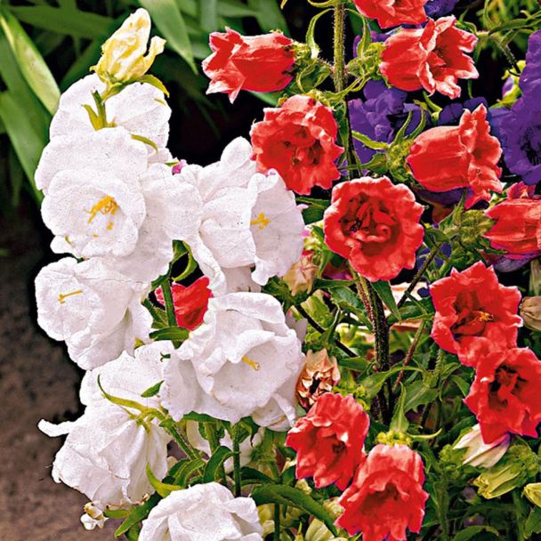 Glockenblumen, weiß