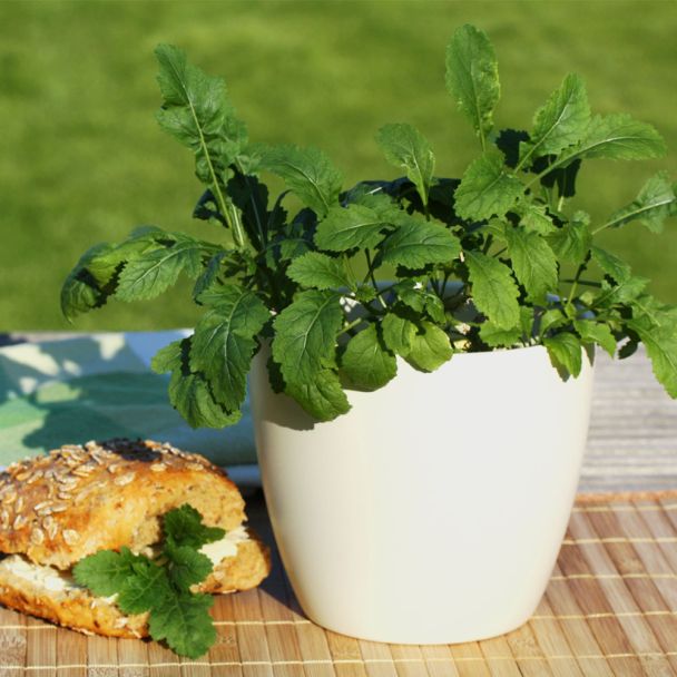 'Wasabi-Rucola'