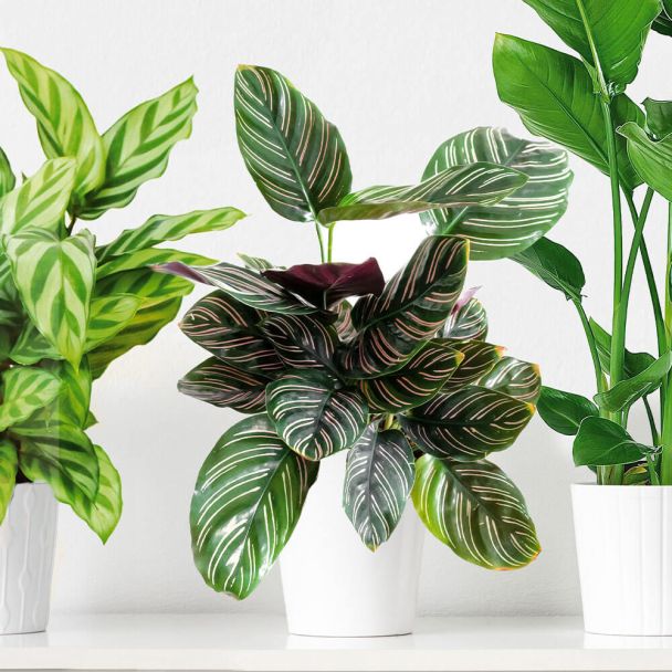 Calathea Ornata