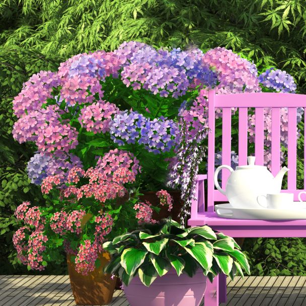 Bauernhortensie 'Bodensee'