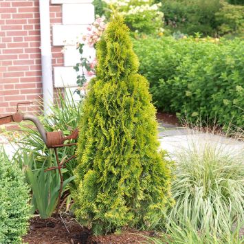 Thuja Golden Smaragd®