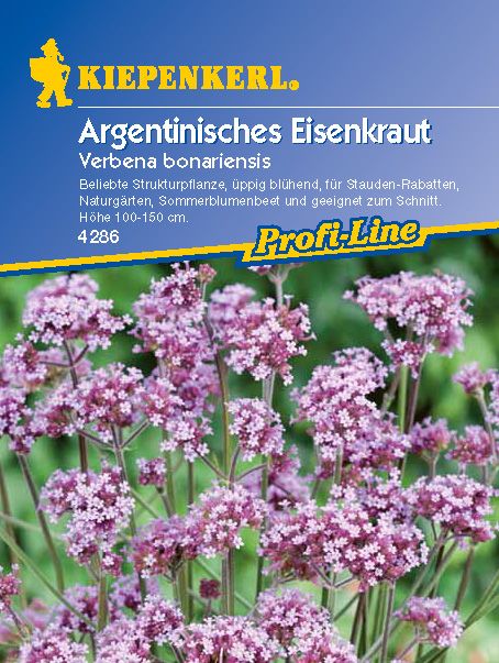 'Argentinisches Eisenkraut'