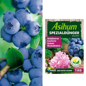 2 x Profi-Heidelbeeren 'Duke®' + 1 kg Asihum Spezialdünger