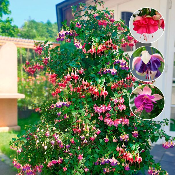Fuchsien Mix 3er Set: Jollies La Grande Corse, Jollies Lorraine, Jollies Valance