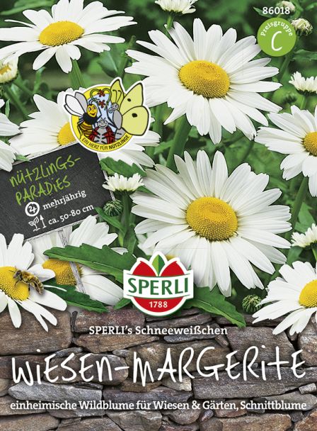 Wiesen-Margerite 'SPERLI's Schneeweißchen'