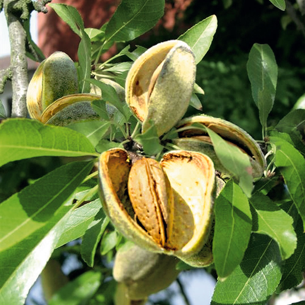 Pfälzer Frucht-Mandel &amp;#39;Palatina&amp;#39; | Nüsse &amp; Mandeln | Obst | Ahrens ...