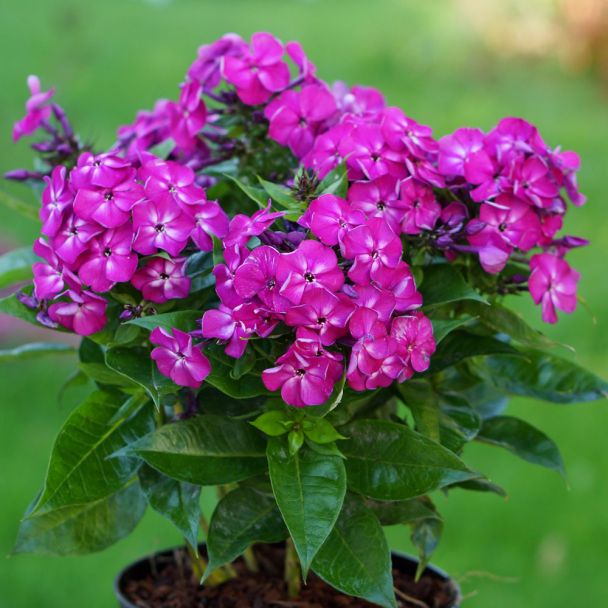 Phlox Bambini® 'Desire'
